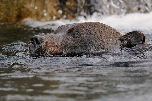 Swimming grizzly