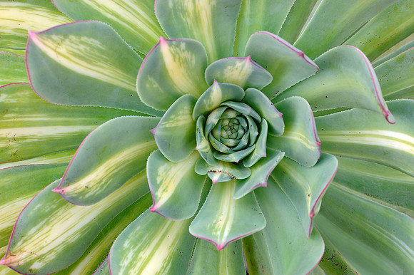 Cacti