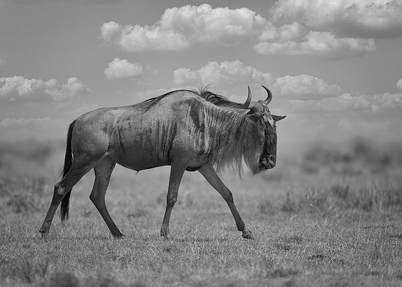 Wildebeest
