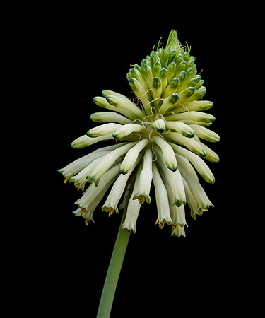 Forest Lily