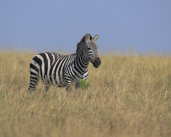 Zebra