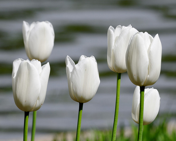 White tulips