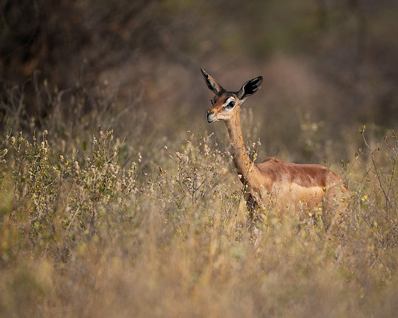 Gerenuk
