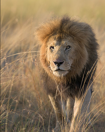 Lion