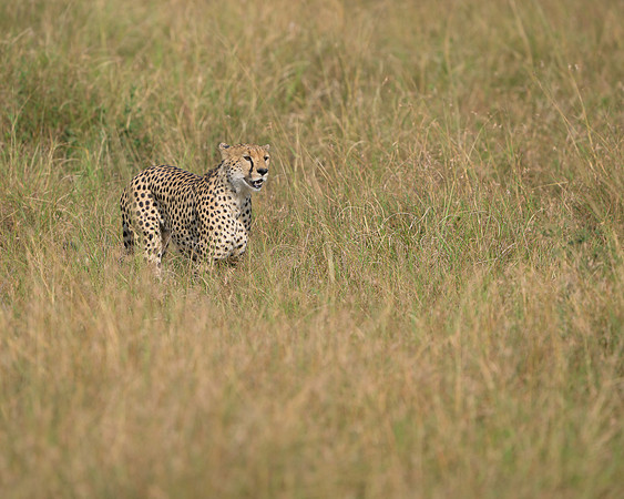 Cheetah