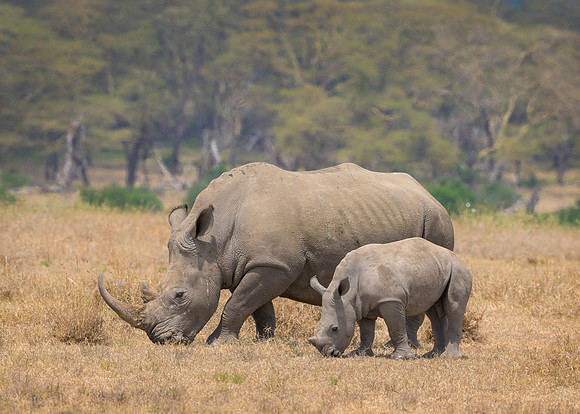 White Rhinoceroses