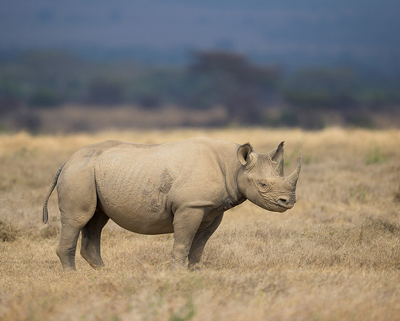 Black Rhinoceros
