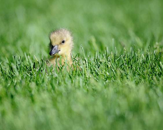 Gosling in the grass