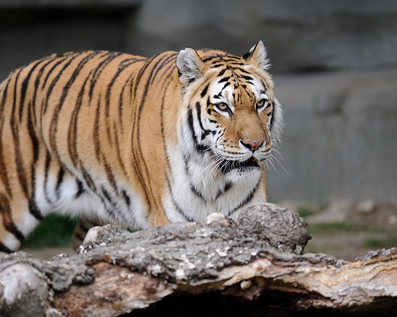 Amur tiger
