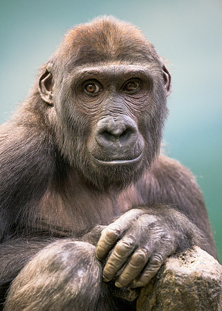Western lowland gorilla