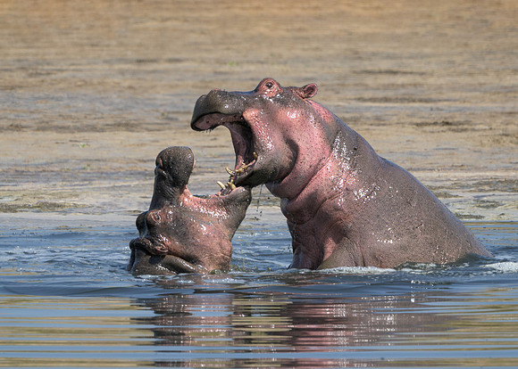 Hippopotamuses