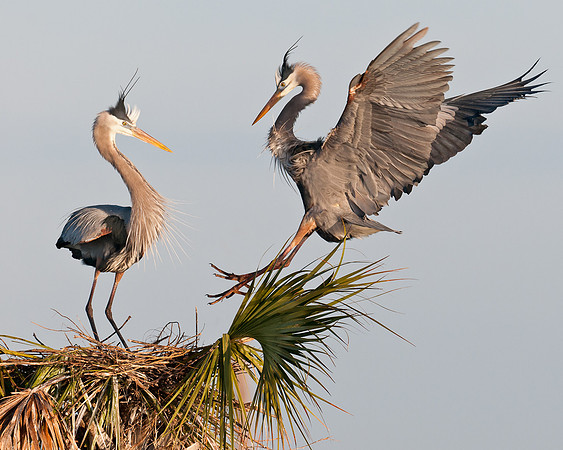 Pair of herons