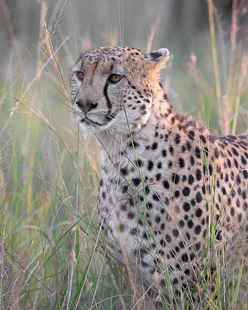 Cheetah