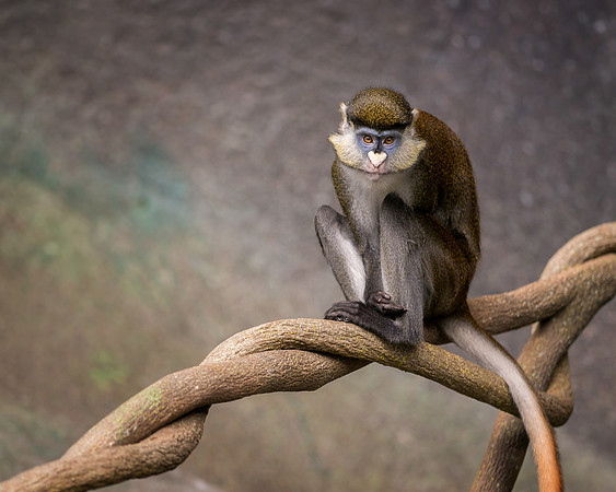 Red-tailed monkey