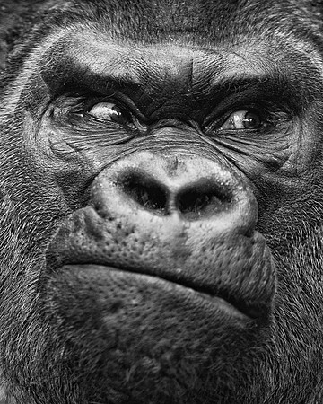 Silverback gorilla