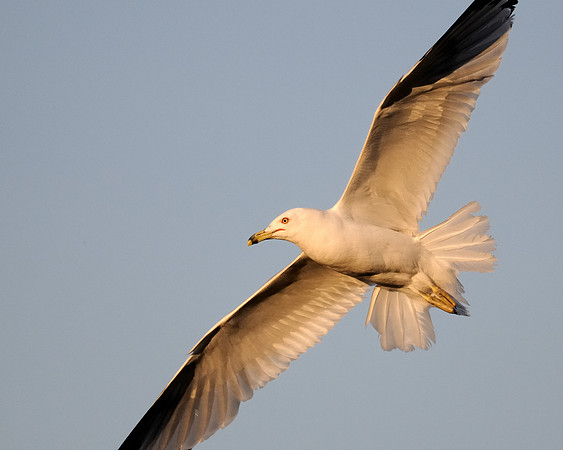Gull in flight