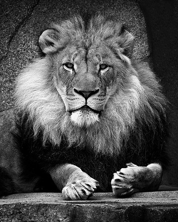 African lion