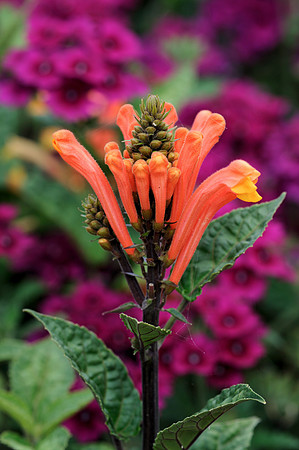 Scooter Flame Skullcap