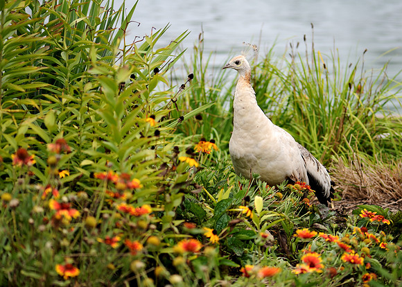 White peacock