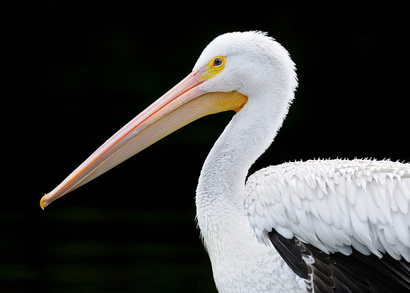 Pelican profile