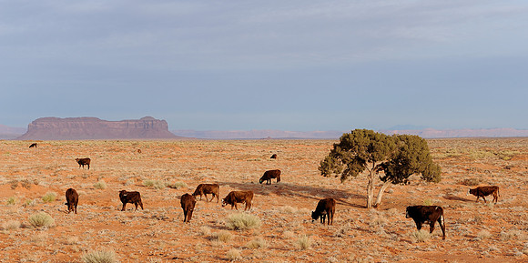 Cattle grazing