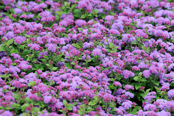 Artist Blue Violet Floss flowers