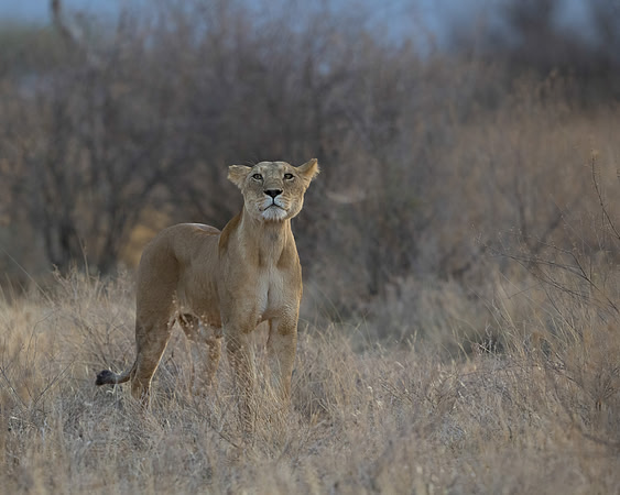 Lioness