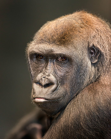 Gorilla portrait