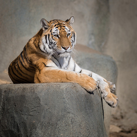 Amur tiger