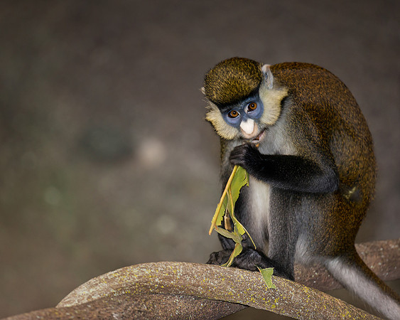 Red-tailed monkey