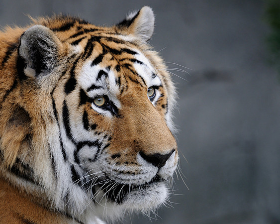 Amur tiger profile