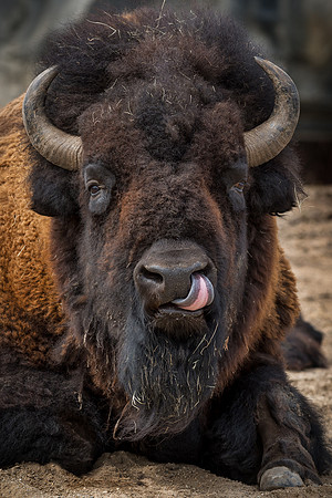 Bison
