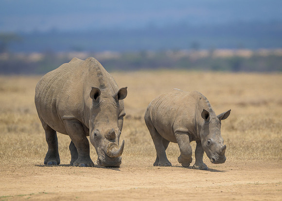 White Rhinoceroses