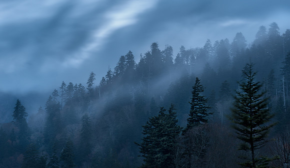 Foggy trees