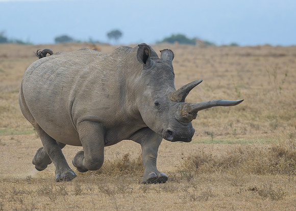 Running Rhinoceros