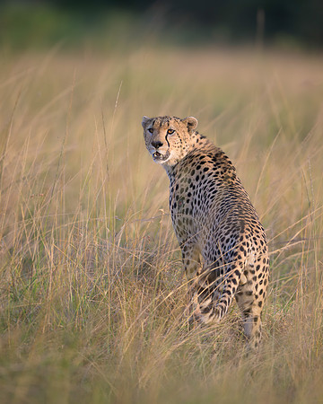 Cheetah