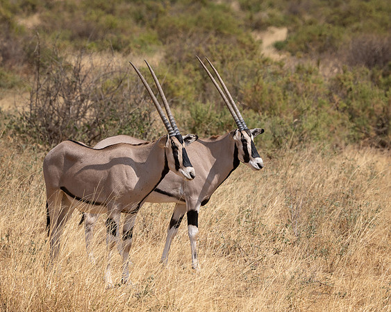 Beisa Oryxes