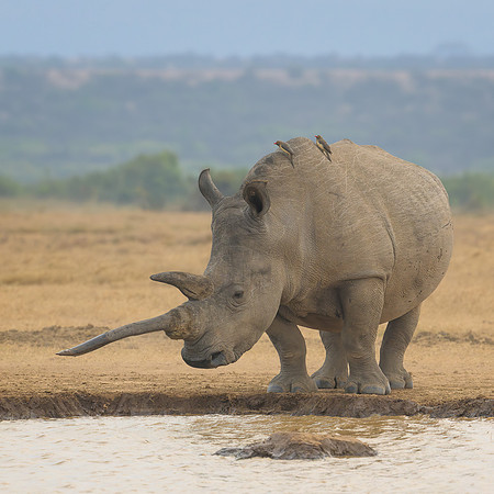 White Rhinoceros