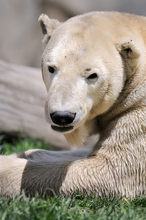 Polar bear