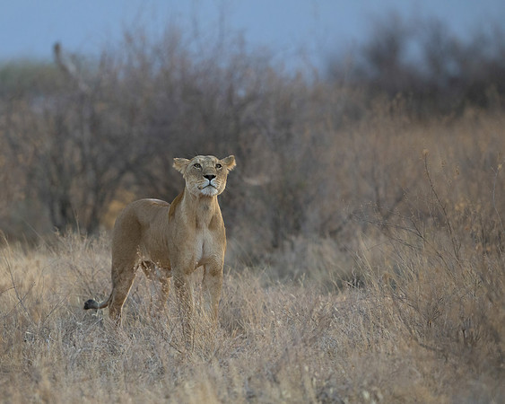 Lioness