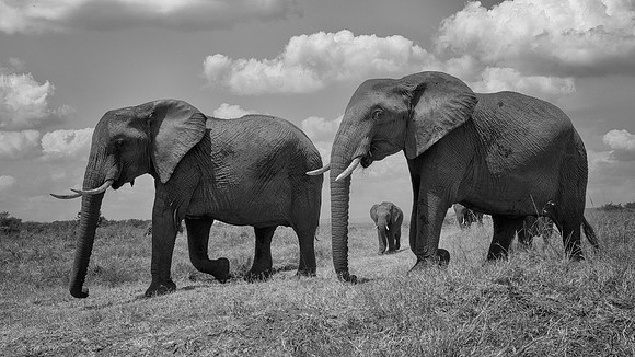 Elephants
