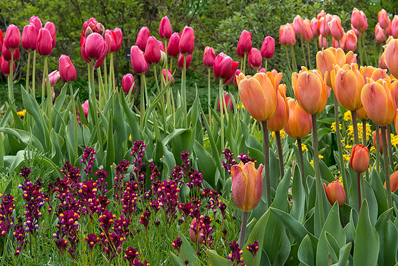 Tulips and more