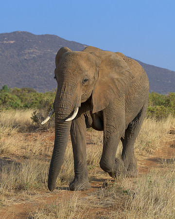 African Elephant