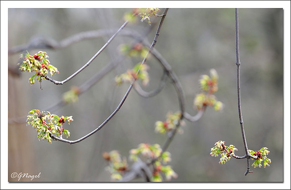 Hanging buds