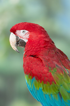 Green winged macaw