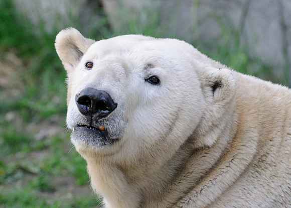 Polar bear