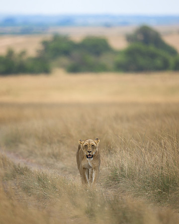 Lioness