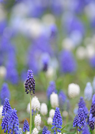 Purple and white flowers