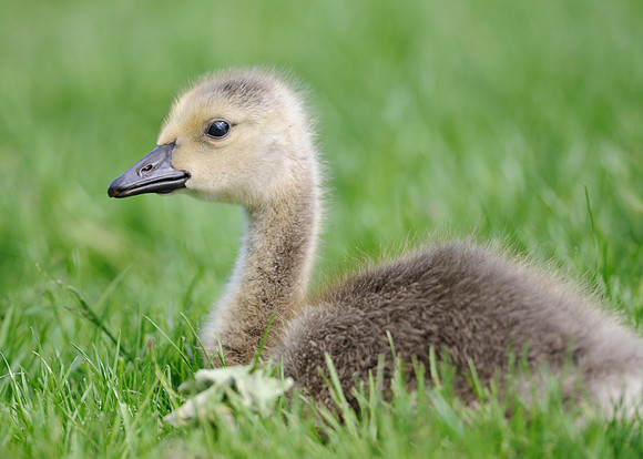 Gosling
