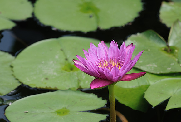 Day-blooming tropical waterlily